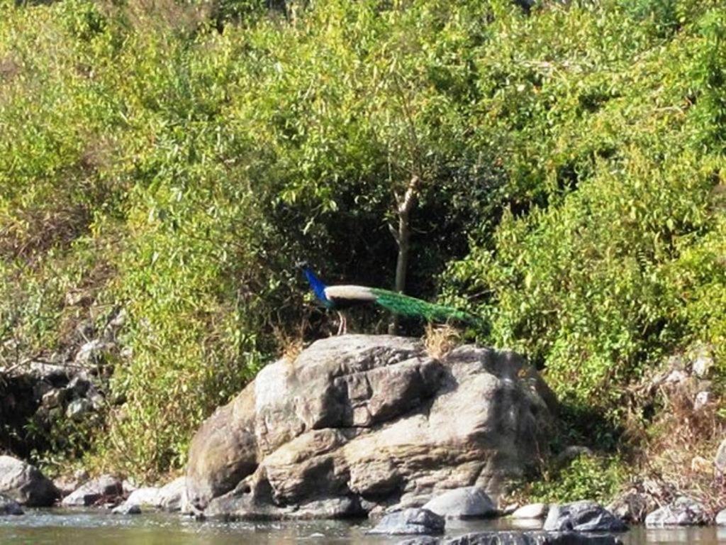 Elephant Brook Resort Rishīkesh Екстериор снимка